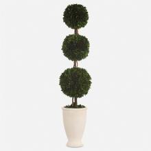 PRESERVED BOXWOOD